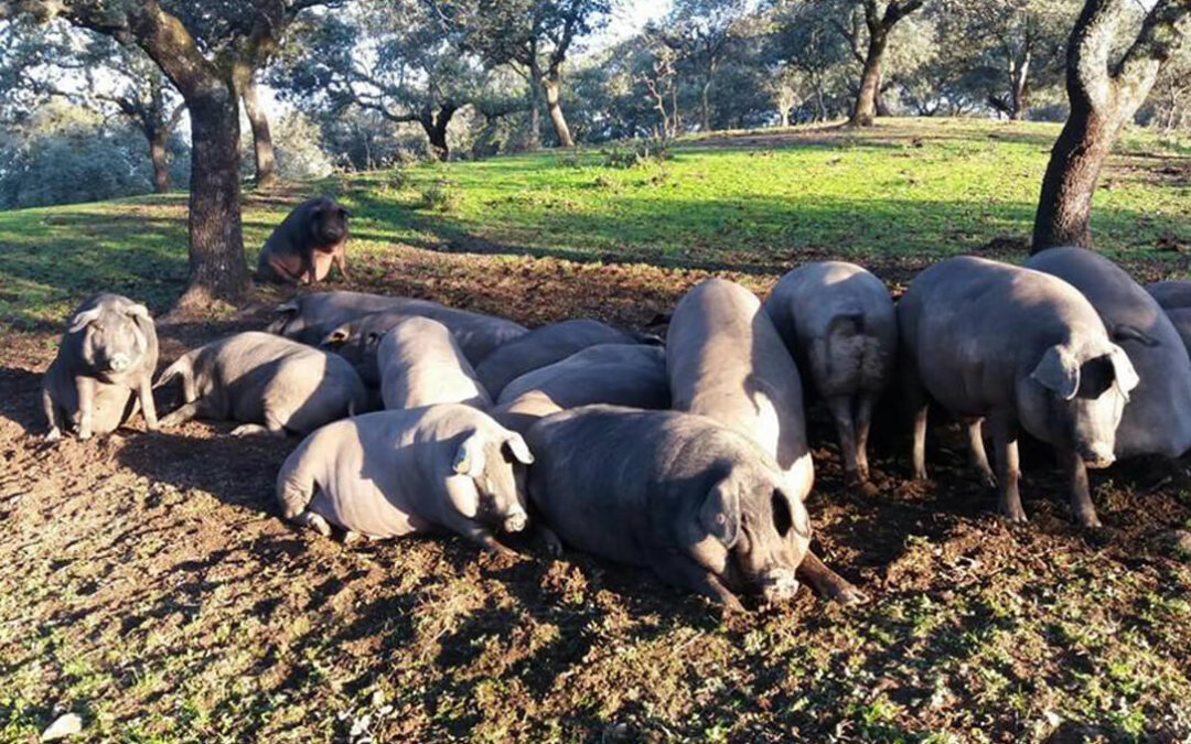 La sequía provoca una caída del 12,6% de sacrificios de cerdos en la presente montanera pero no habrá desabastecimiento