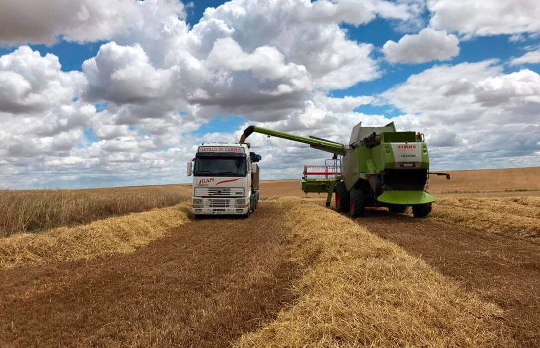 Nueva bajada de la superficie de cereal por los altos costes, que no garantizan una rentabilidad ni aún superando los rendimientos medios