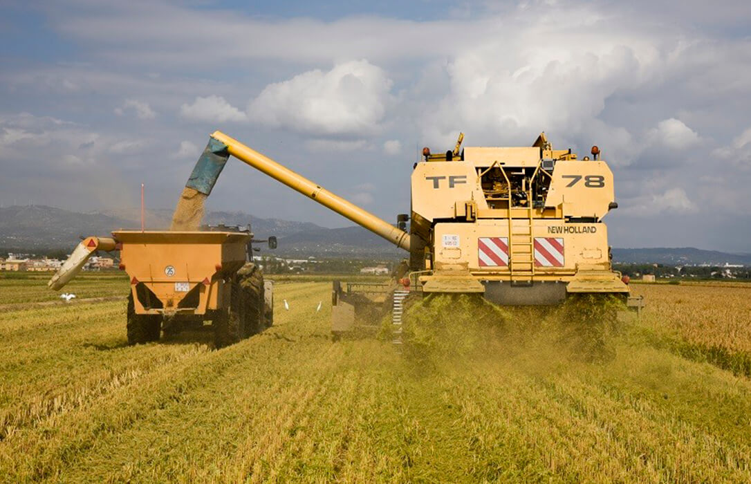 Los productores de arroz piden a la UE reforzar la protección arancelaria y activar la cláusula de salvaguarda automática