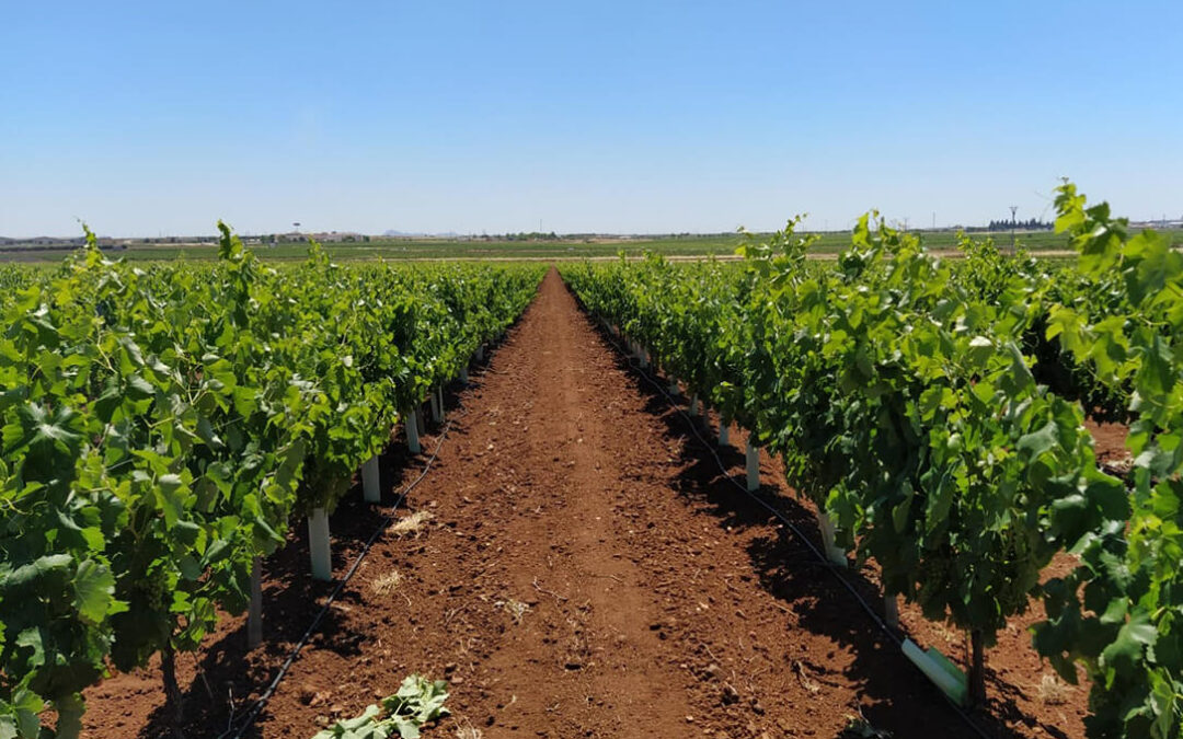 Nuevas peticiones al Ministerio de Agricultura para que habilite medidas extraordinarias ante la crisis de precios del vino