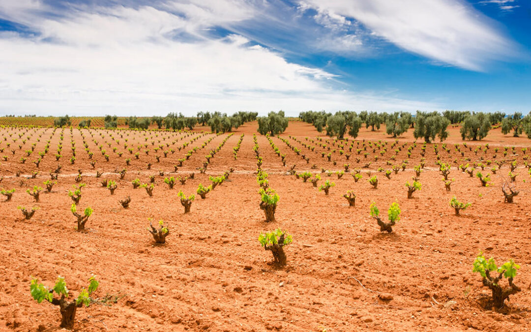 La Junta de Extremadura destina 2 millones de euros en ayudas a la destilación de subproductos de la vinificación
