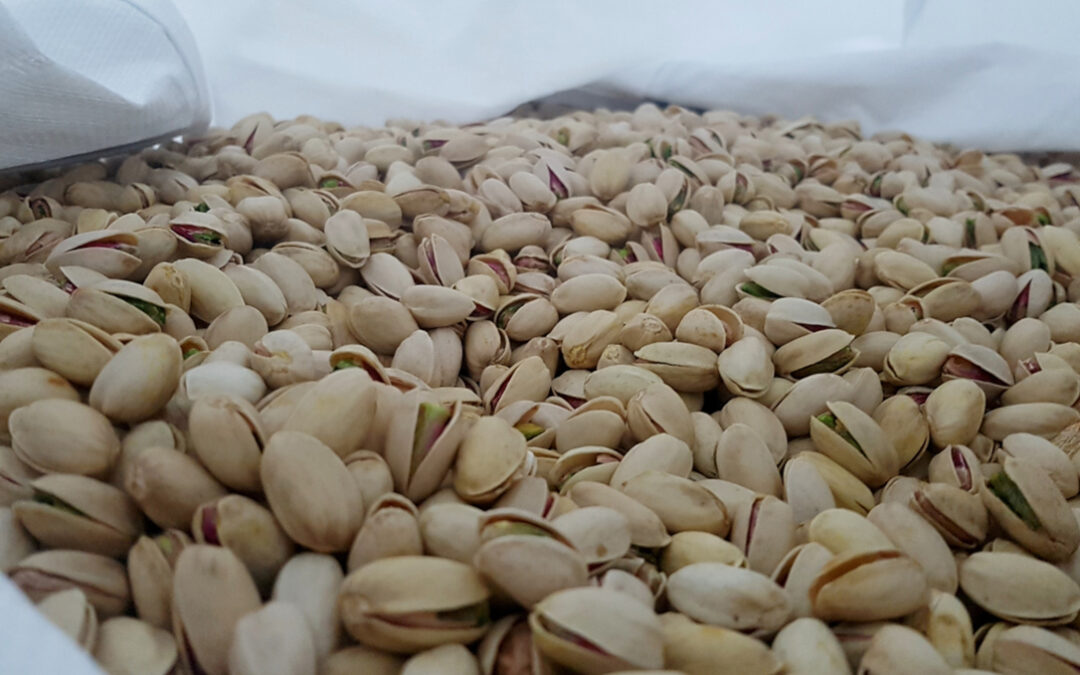 SAT Del Campo, la primera procesadora de pistacho de España en recibir la certificación IFS Food