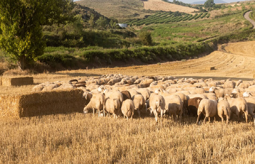 Solicitud al Gobierno de La Rioja para-flexibilizar las condiciones y requisitos del eco-régimen dedicado al pastoreo por la sequía