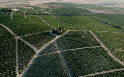 Alianza estratégica entre The Macallan y Grupo Estévez para el uso de vinos de Jerez para el envejecimiento del Single Malt Scotch Whisky