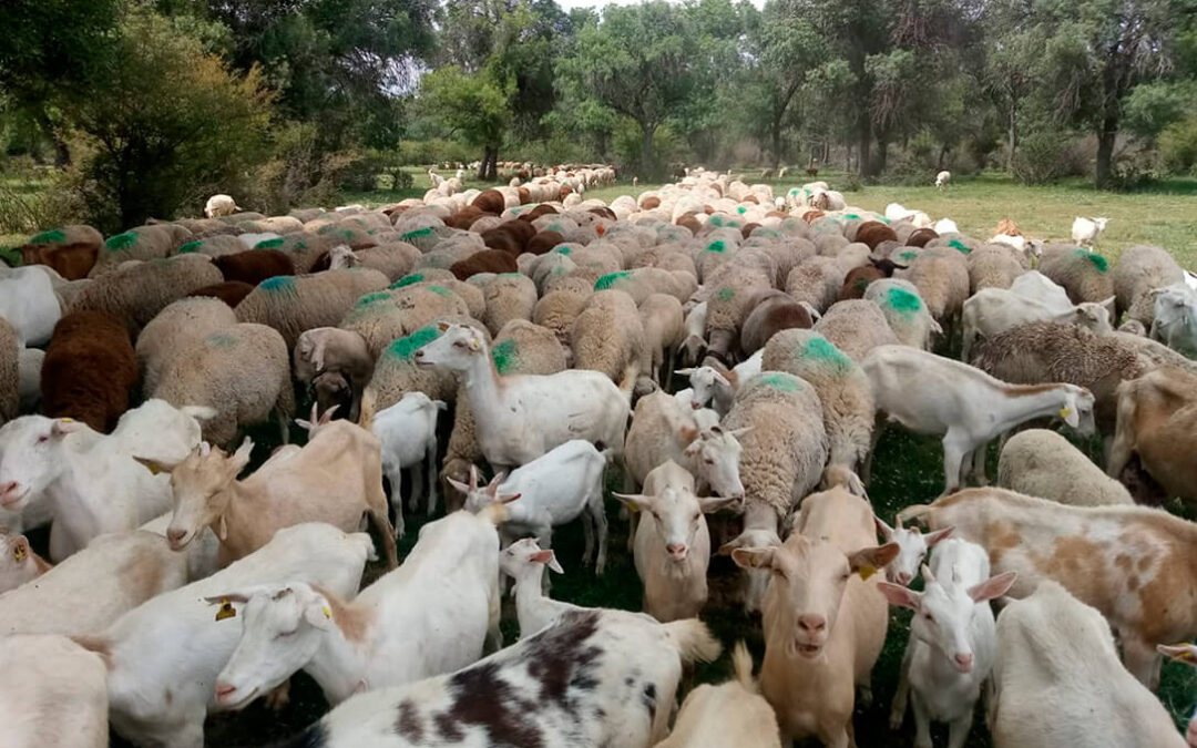 Urgen a la Junta de CLM a convocar la mesa de la viruela ovina-caprina y valorar si es momento de flexibilizar los movimientos ganaderos