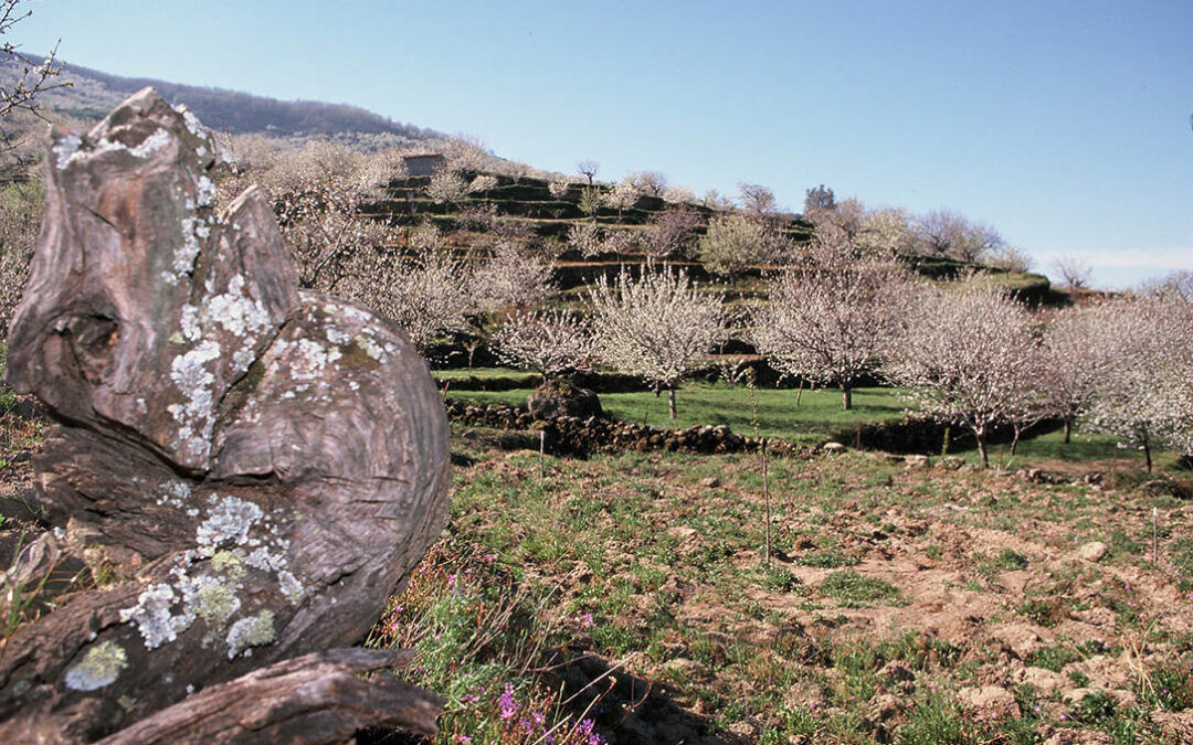 Empieza la floración de dos millones de cerezos en el Jerte, dando comienzo a la campaña de la D.O.P Cereza del Jerte