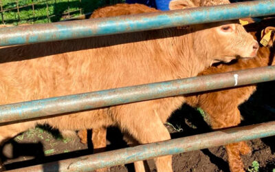 Los avances en investigación veterinaria y el trabajo conjunto de veterinarios y ganaderos reducen hasta un 60% las enfermedades en granjas