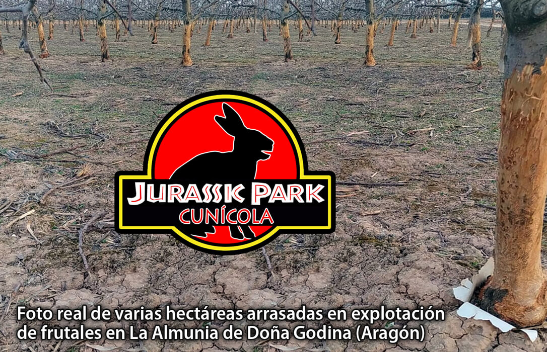 Jurassic Park cunícola: Un millón de hectáreas están ya afectadas por las plagas de conejos híbridos