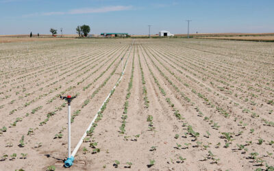Las leguminosas: una alternativa viable y esperanzadora para el campo español