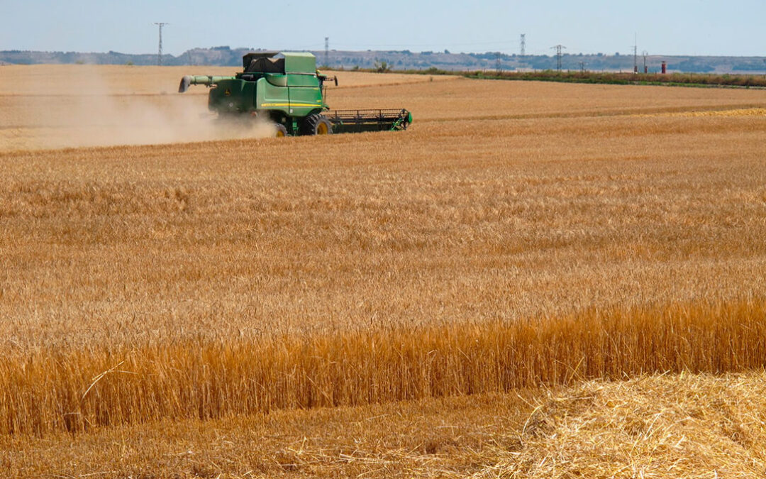 Los precios de los cereales siguen sin rumbo fijo: tras las fuertes caídas ahora se han calmado en la lonja de León