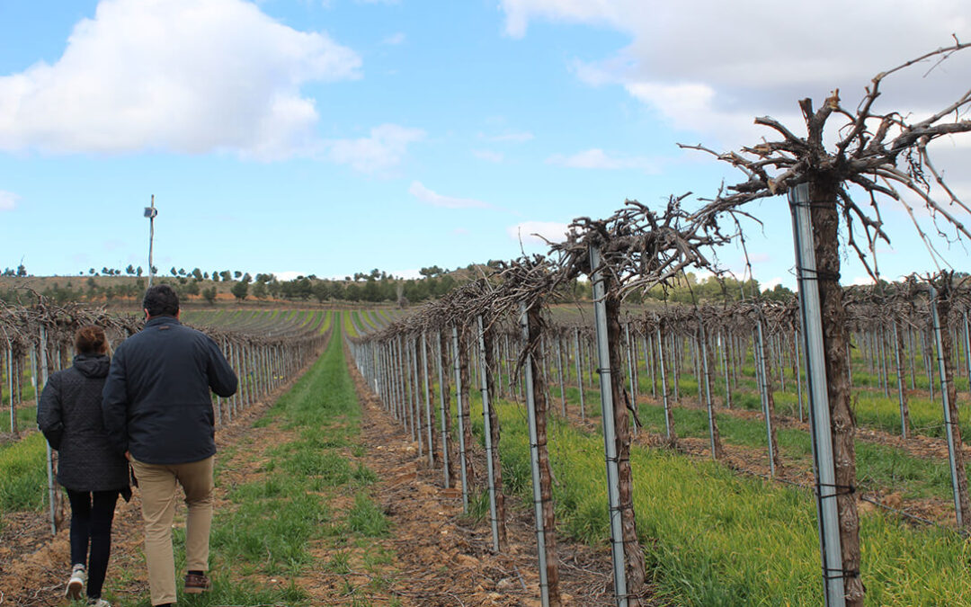 Un proyecto nacional desarrolla bioestimulantes a partir de microalgas para mejorar la producción vitivinícola