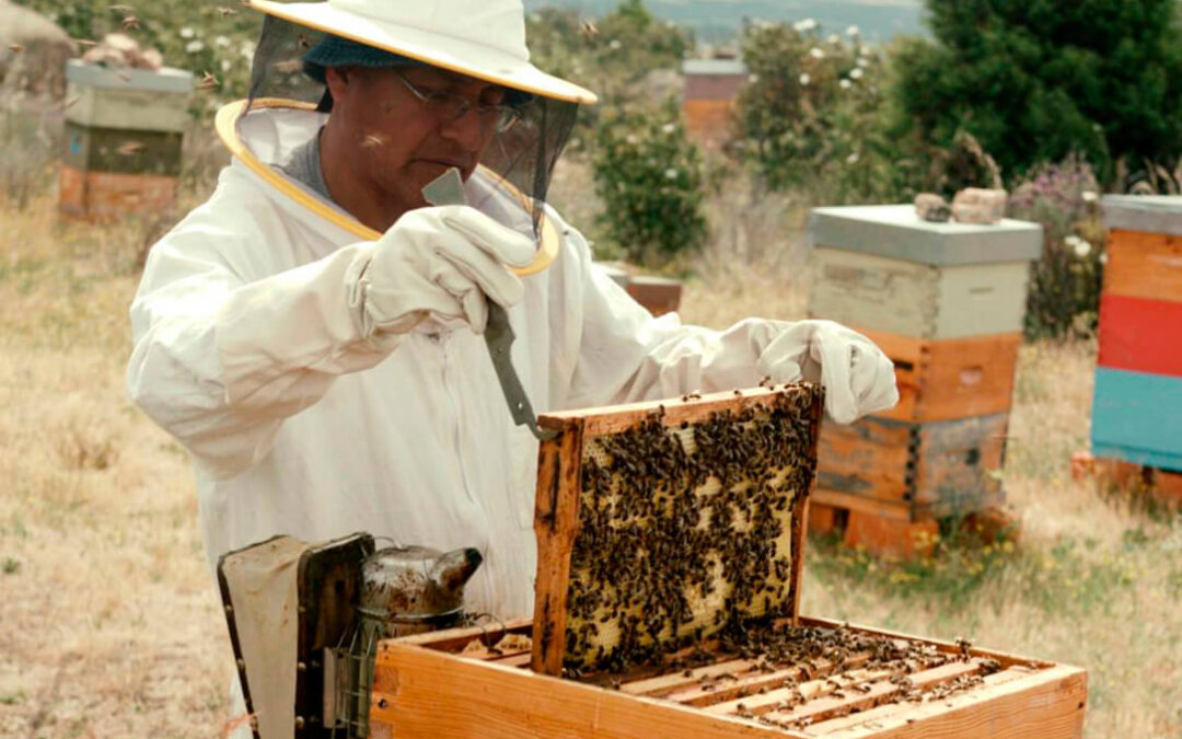 Catástrofe apícola: el sector unido convoca una gran concentración en Madrid en defensa de la miel y la apicultura española