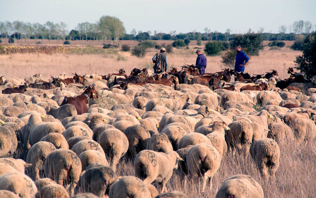Se abre la puerta a que los técnicos puedan levantar la prohibición de movilidad del ganado por la viruela ovina en «gran parte» de CLM