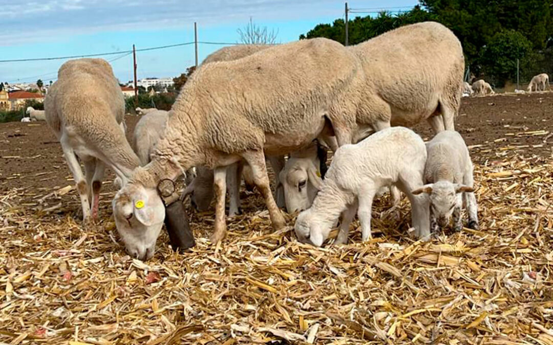 Detectan un nuevo foco de viruela ovina en una explotación de Alcázar S. Juan pero se mantiene la previsión de levantar la inmovilización