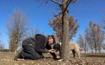 Así recolectan el oro negro del campo pagado a mil euros el kilo tras 10 años de espera