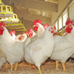 La mayor parte del sector avícola, abocado a desaparecer al exigir Europa que el número de aves en las granjas se reduzca un 72%