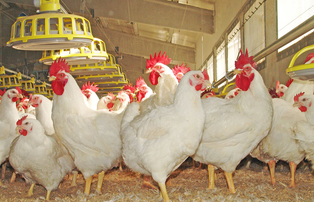 La mayor parte del sector avícola, abocado a desaparecer al exigir Europa que el número de aves en las granjas se reduzca un 72%