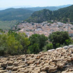 La Junta andaluza abre el plazo de solicitud de ayudas por la Viruela y se amplía a quienes haya tenido que destruir estiércol y pienso almacenado