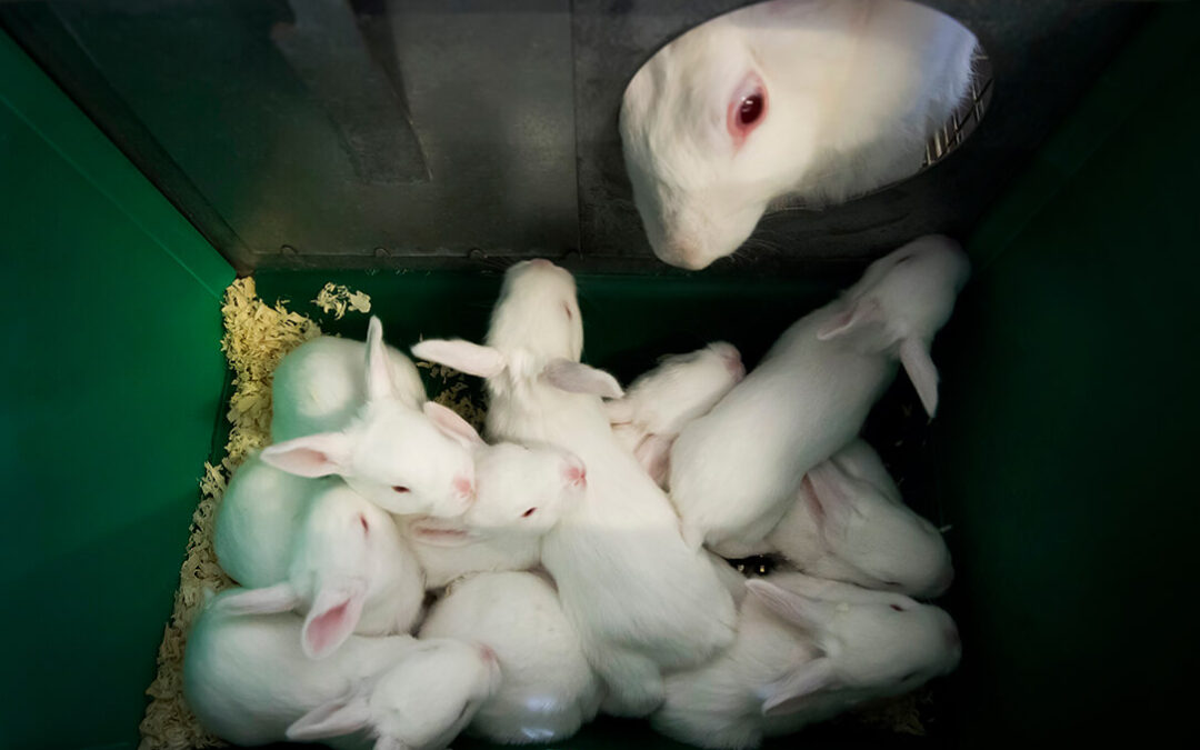 El IRTA probará un nuevo sistema de producción de conejos como alternativa a las jaulas de alambre