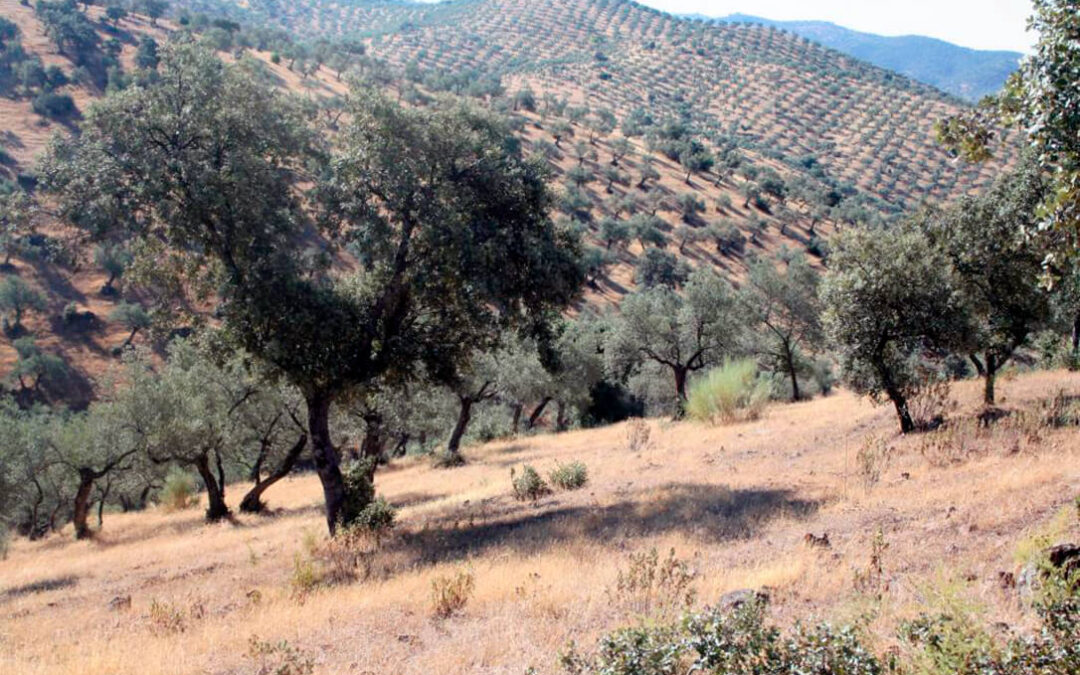 Lamentan que Andalucía elimine de un plumazo las ayudas agroambientales al olivar de producción integrada y al ecológico de montaña
