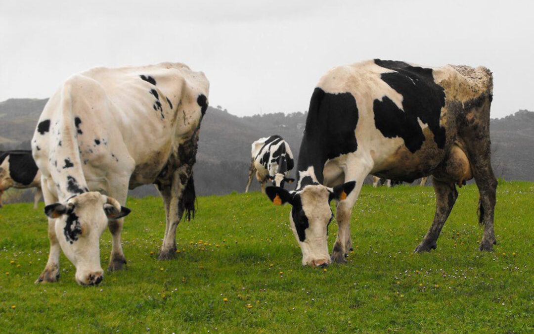 El sector lácteo valora iniciar acciones de denuncia frente a la imposición de una bajada masiva de precios de la leche