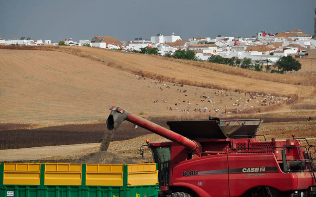 Andalucía pierde unas 50.000 hectáreas de girasol a causa de la sequía y de garantías de unos precios altos en origen