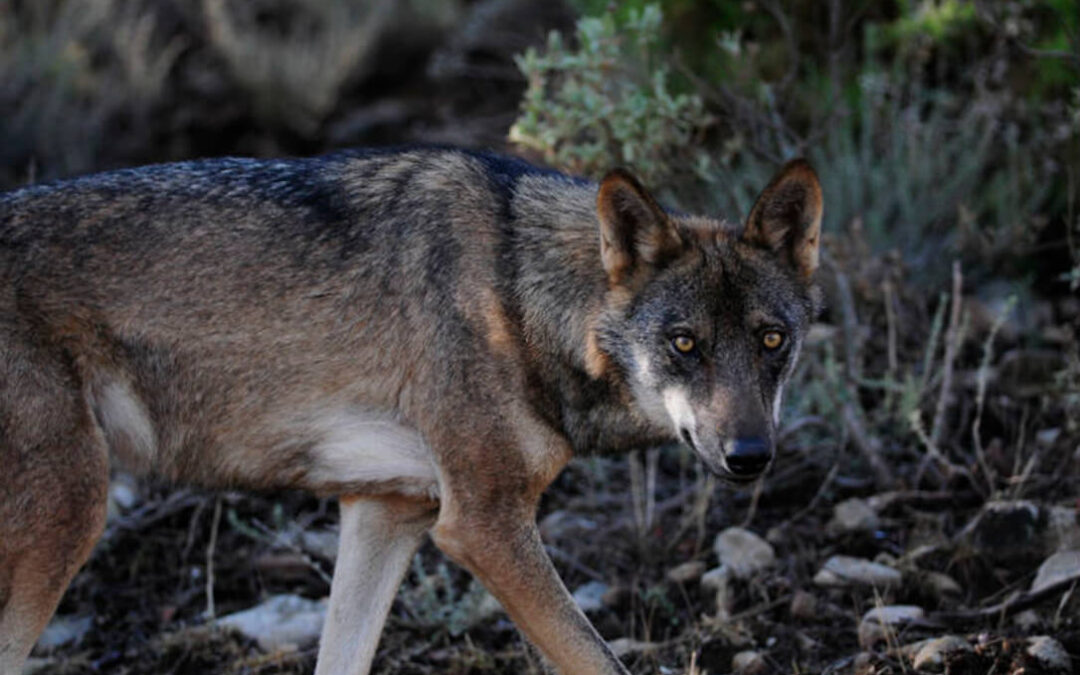 La Junta de CyL extiende las indemnizaciones del lobo a norte del Duero con carácter retroactivo y aumenta los baremos