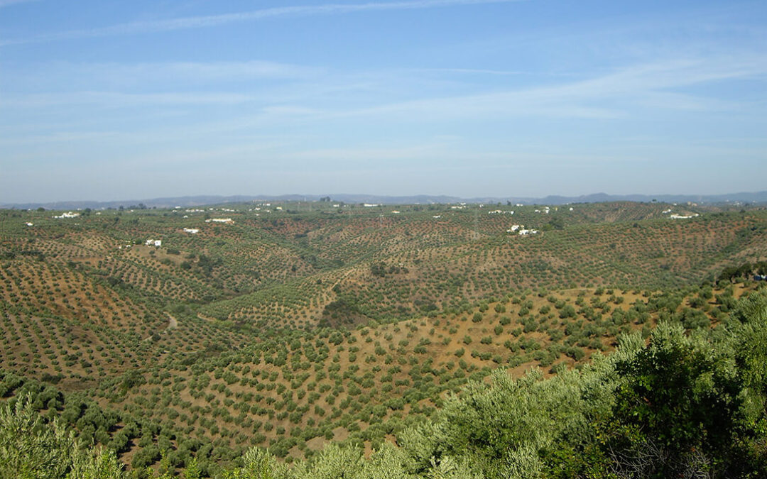 El estudio del expediente para la declaración del olivar como Patrimonio Mundial se retrasa mientras siguen las voces críticas al proyecto