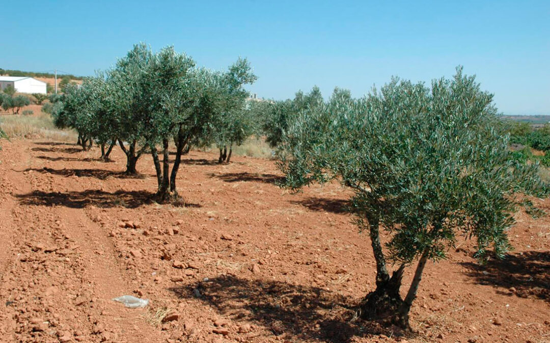Málaga, al borde del desastre por la desesperada situación de sequía: suspendida la siembra primaveral y pérdidas del 50% de la cosecha