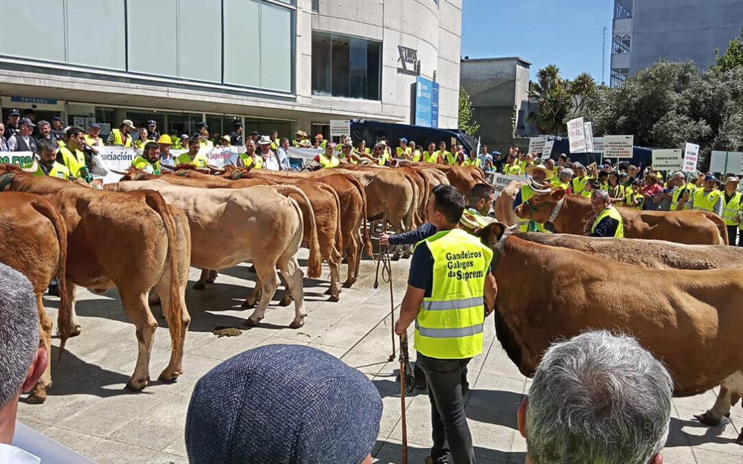 Los ganaderos de carne gallegos mantienen su protesta en Lugo por segundo día al no lograr ningún avance