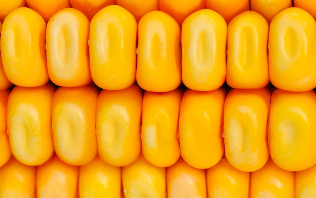 La red GENVCE publica nuevas fichas de caracterización de variedades de maíz en grano orientadas al sector productor y a los agricultores