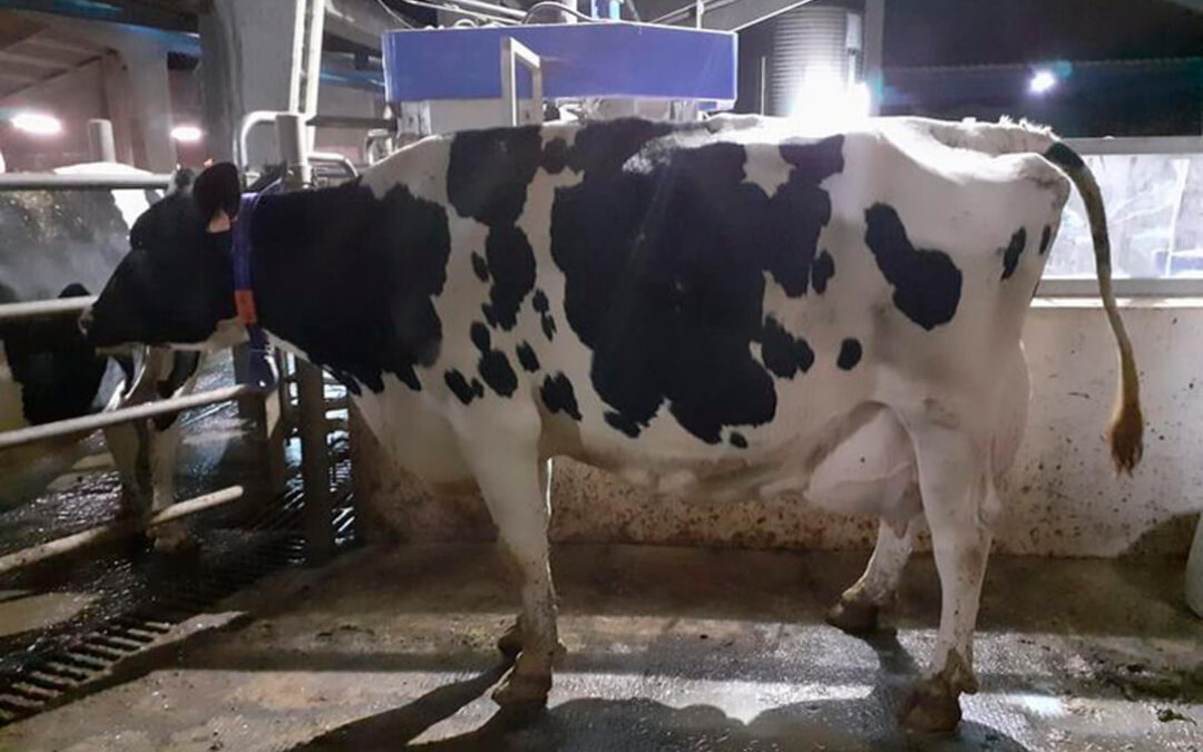 Los ganaderos ven «inadmisibles» las bajadas de precios de la leche y temen que estén importando leche de otros países