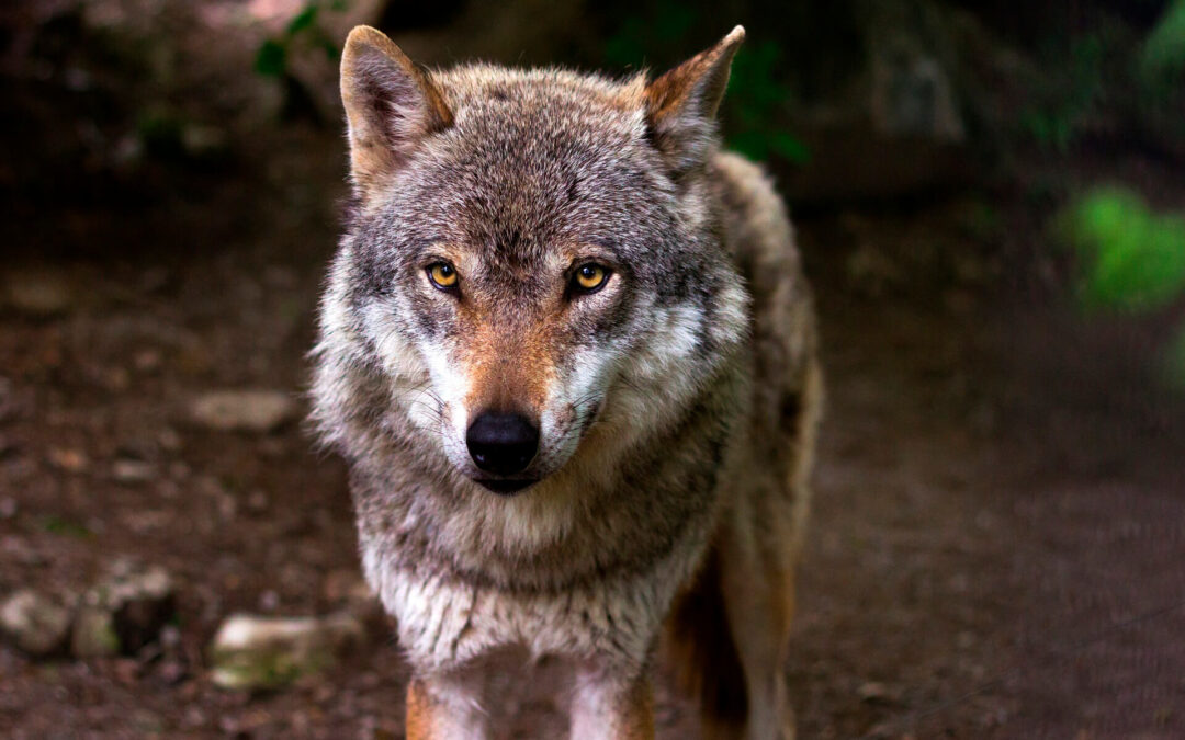 El lobo coloniza de nuevo el Sueve después de 25 años de su desaparición con ataques al ganado en varias localidades