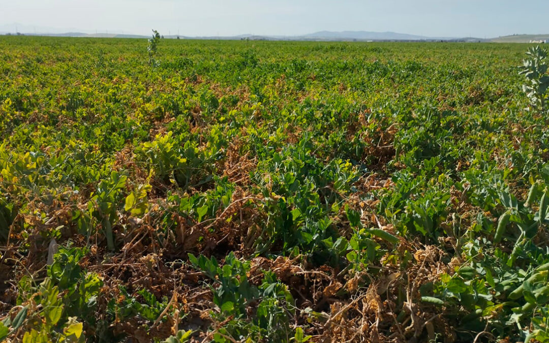 La Comisión de Desembalse de la CH Guadalquivir confirma los peores augurios: no hay agua para muchos cultivos y no se autoriza el de arroz