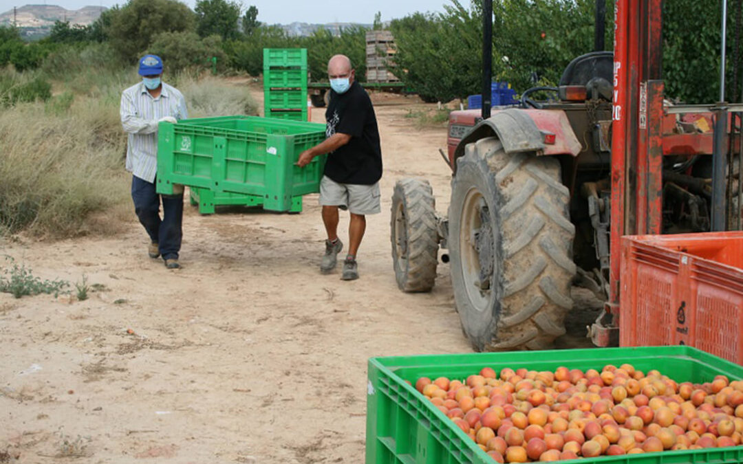 Reforma laboral: la contratación en el sector agrario cae un 34% y obliga a los propietarios a «alargar las campañas y nuestras jornadas»