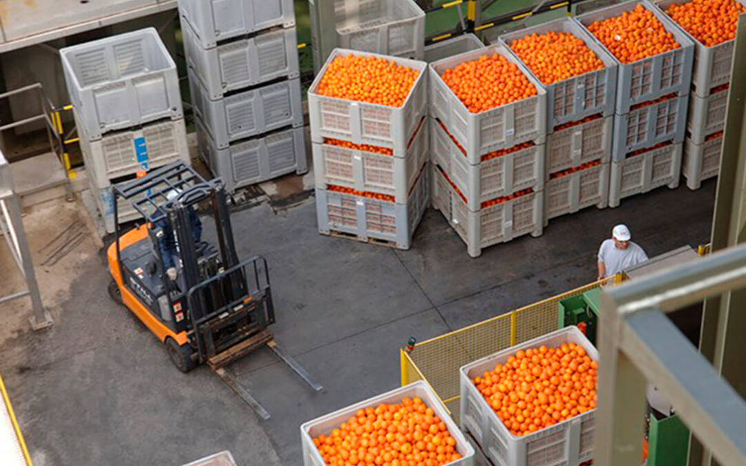 Hacer lo mismo que Francia: piden prohibir durante un año la importación de frutas y hortalizas tratadas con Clorpirifos y Metil clorpirifos