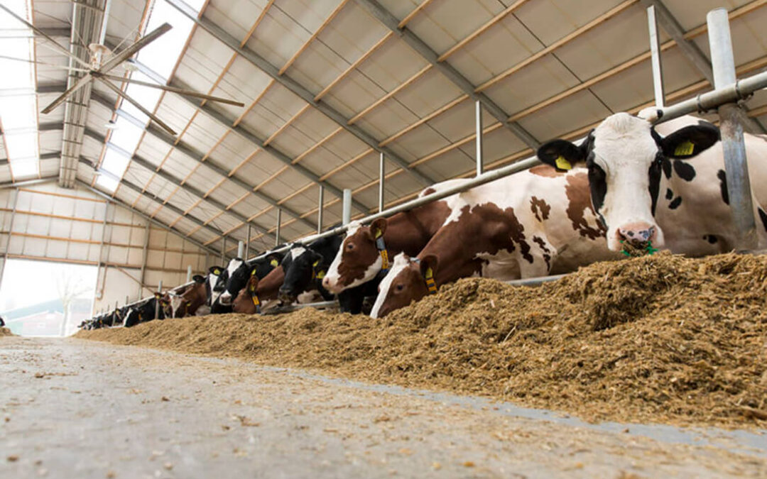 Proyecto pionero en España desde COVAP para la reducción de emisiones a través de la alimentación de sus vacas