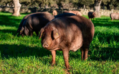 La interesante historia de la raza ibérica Torbiscal y cómo la apuesta por mantenerla ha creado una marca propia de ibérico