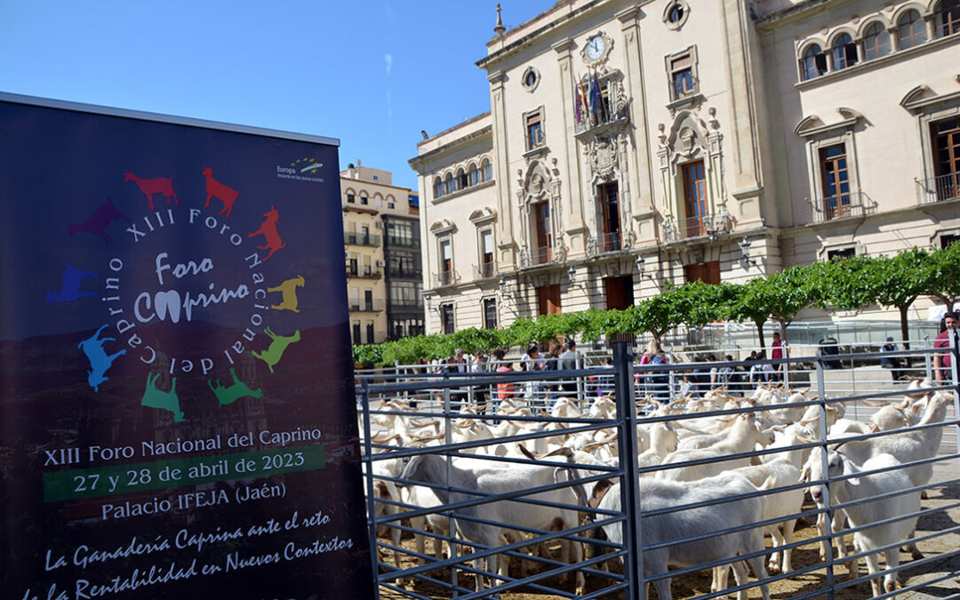 Un rebaño de cabras toma las calles de Jaén para presentar el XIII Foro Nacional del Caprino