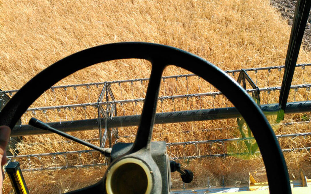 Preocupa la sequía y su efecto en el sector de los cereales pero no  cambia la tendencia con repetición de cotización en la lonja del Ebro