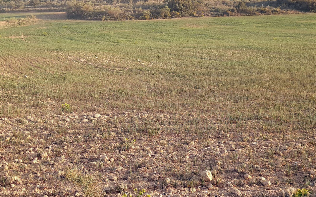 La sequía asfixia ya al 60% del campo español y produce pérdidas irreversibles en más 3,5 millones de hectáreas de cereales de secano