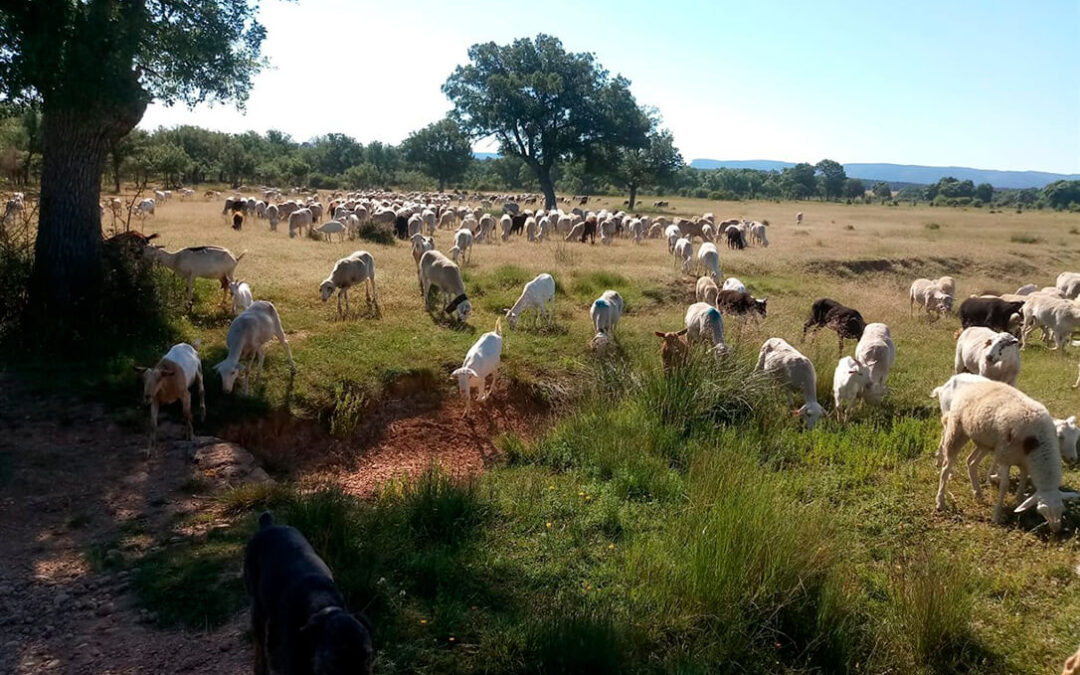 La CE endurece la restricción movimientos de ganado en zonas afectadas por la viruela tras el último brote detectado en Ciudad Real