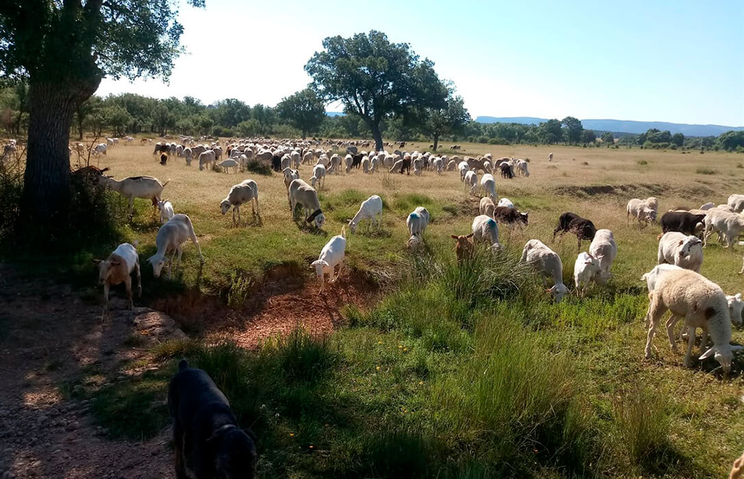España recupera el estatus de país libre frente a la viruela ovina y caprina y se levanta la zona de restricción adicional