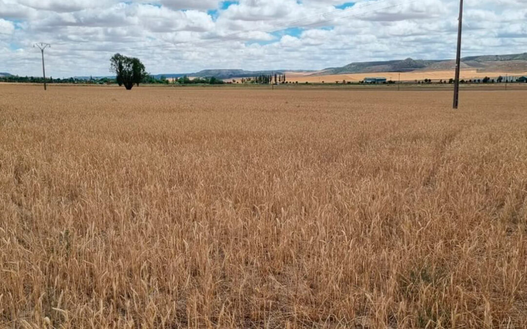 La sequía le cuesta cara a Agroseguro; prevé que las indemnizaciones en 2023 batan un nuevo récord con cerca de 900 millones