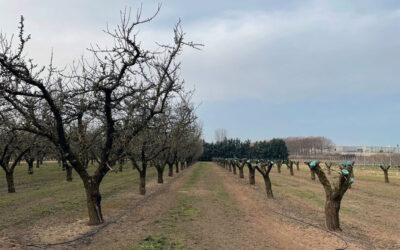 Un proyecto para lograr las mejores prácticas para renovar y/o rejuvenecer las parcelas de almendro de regadío