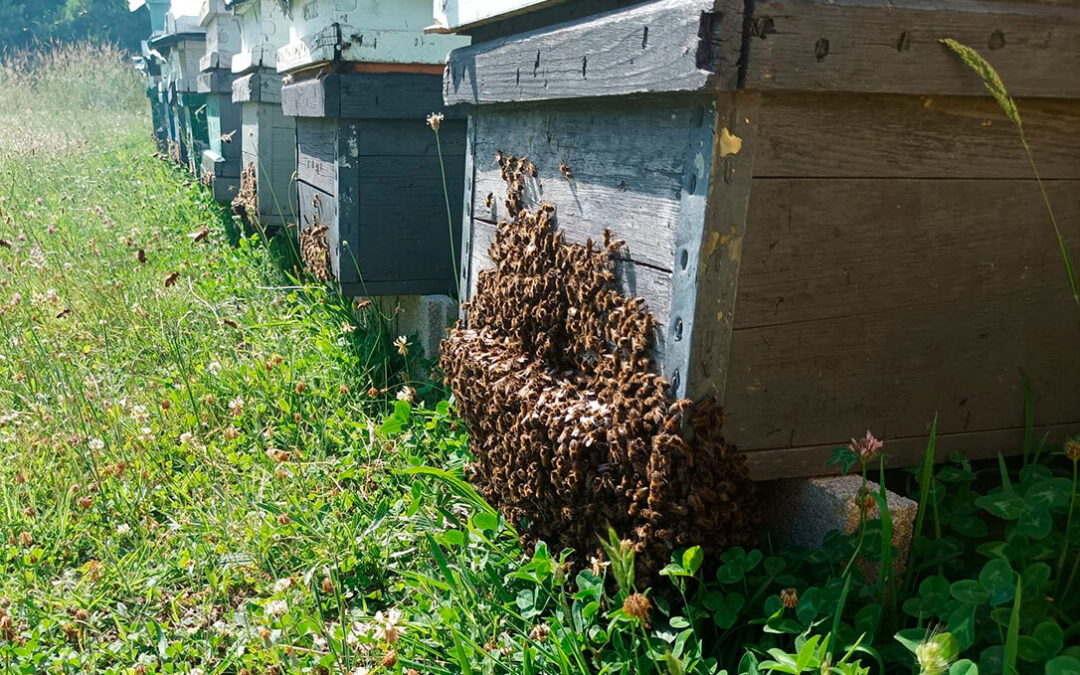 El Gobierno de Aragón cataloga a la apicultura como ganadería extensiva lo que le abre las puertas a ayudas como el ovino y vacuno