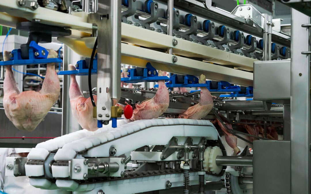 El sector avícola refuerza su productividad apoyándose en el autoconsumo solar