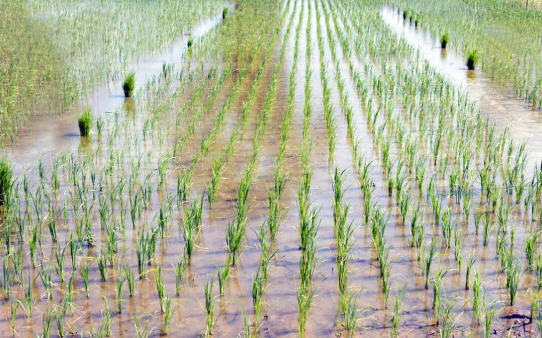 Sigue la polémica: a favor del intercambio de concesiones de riego del arroz a otros cultivos, pero de forma transparente al ser el agua un bien público