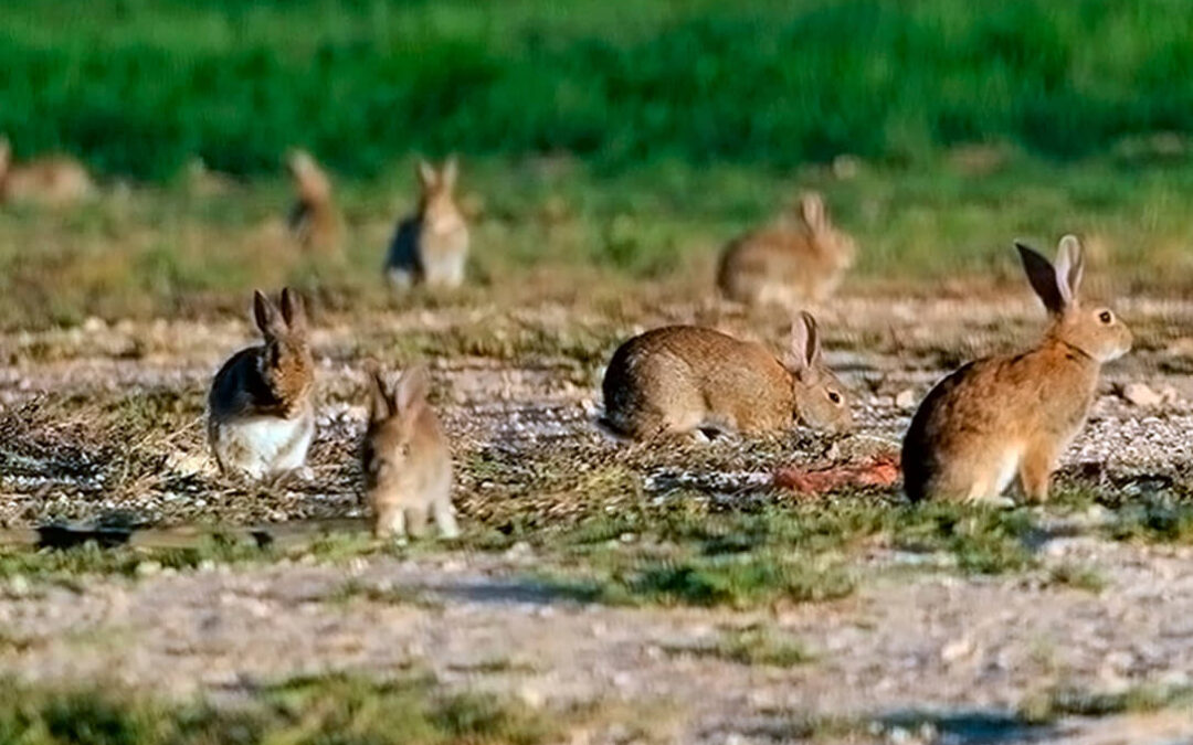 Suena a broma si no fuera verdad: quieren fomentar la población de conejos para controlar la vegetación natural de las fotovoltaicas