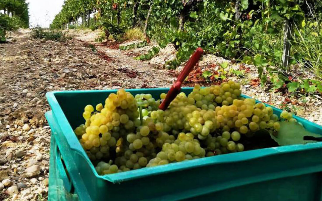 Las cooperativas vitivinícolas de Castilla-La Mancha prevén una cosecha de vendimia inferior a la anterior debido a la sequía